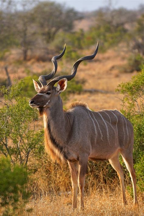 Kudu Male Displaying Impressive Horns Africa Animals African Animals