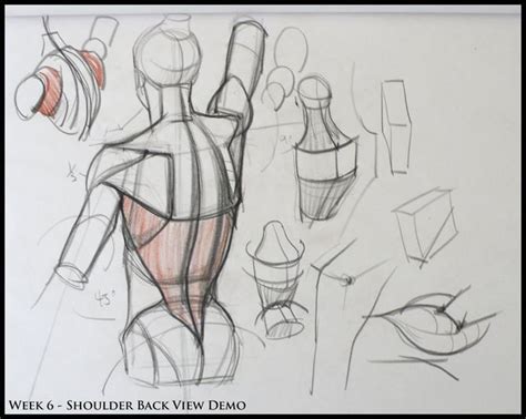 Male Anatomy-Drawing Tutorial | Wiki | Art Amino