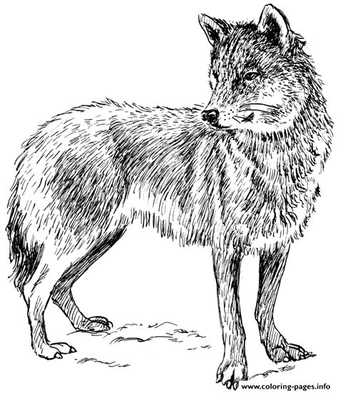 Adult Real Wolf Coloring Pages Printable
