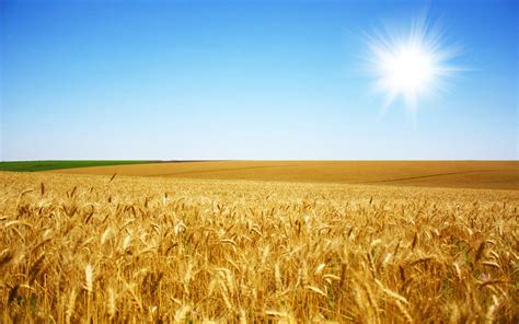 Free Download Harvest Of Golden Wheat Fields Wallpaper 3 Landscape