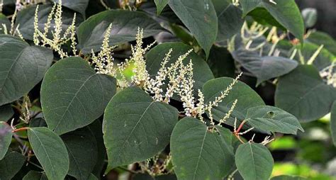 How to kill japanese knotweed with commercial herbicides How to kill Japanese knotweed - everything you need to know