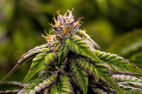 Selection of 11 weed wallpapers hd to choose. dark wallpaper qhd: 1080p Black Weed Wallpaper Hd