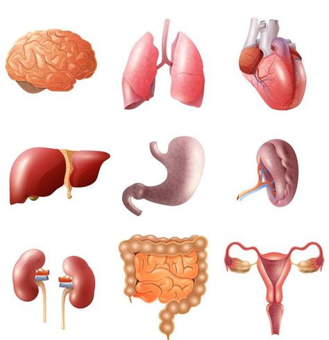 Arriba Imagen De Fondo Anatomia Humana Organos Internos Imagenes Lleno