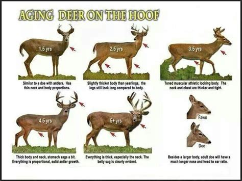 How To Age A Whitetail Buck Deer Hunting Whitetail Deer Hunting
