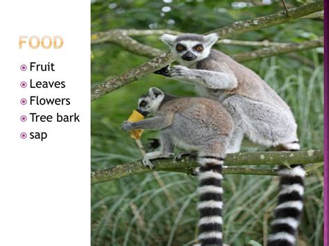 Ppt Ring Tailed Lemur Powerpoint Presentation Free Download Id2711754