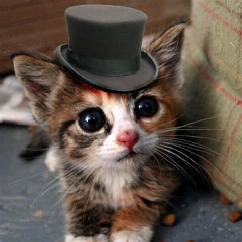 Adorable Kitten In A Top Hat Cute Fluffy Kittens Fluffy Cat Kittens