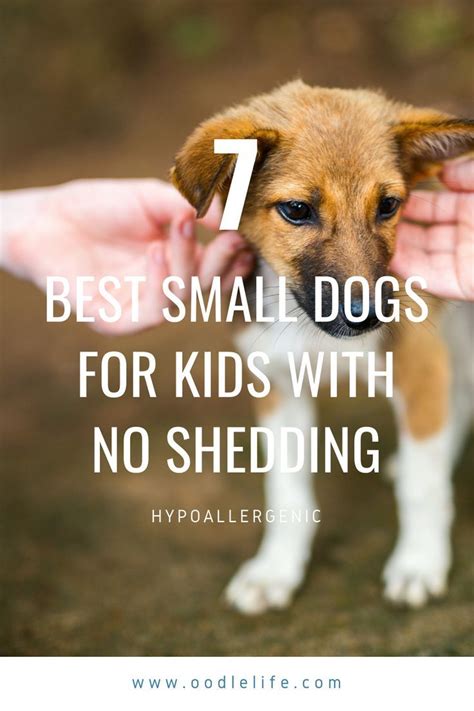 7 Best Small Dogs For Kids No Shedding Oodle Dogs Best Small Dogs