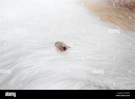 Big Ticks On Dog Hi Res Stock Photography And Images Alamy