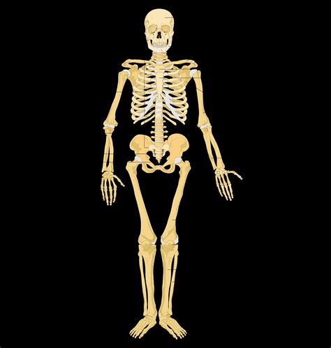 Skeletal System Images Human Skeletal System Parts Vector