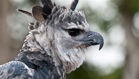 Harpy Eagle San Diego Zoo Wildlife Explorers
