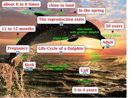 The Life Cycle Of A Dolphin