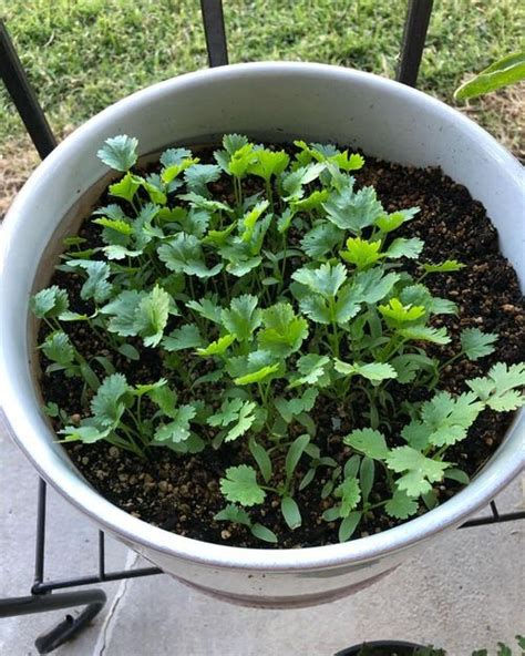 Growing Cilantro In A Pot Coriander Care Tips