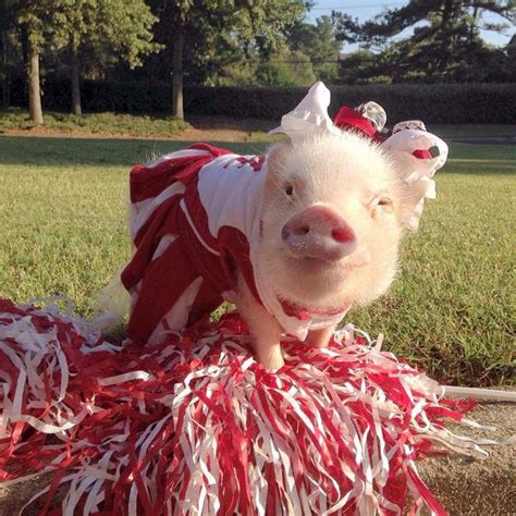 These Mini Pigs Are Fashion Icons And Heartbreakers