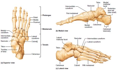 Illustration Of The Bones Of The Foot Anatomy Bones Lower Limb