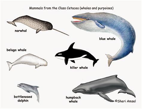 Marine Biology For Elementary Education Cetaceans Who Are They