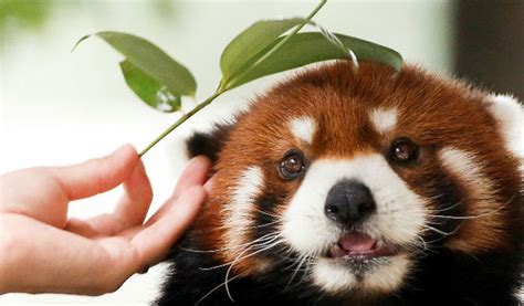 Red Panda Is Actually Two Separate Species Study