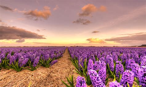 Explore The Beauty Of Flower Field Background With High Quality Free