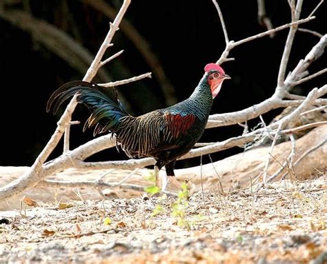 Ayam hutan memiliki bentuk tubuh yang sama dengan ayam kampung, prilakunya pun tidak jauh beda. ayam hutan hijau jantan | Ayam, Hutan