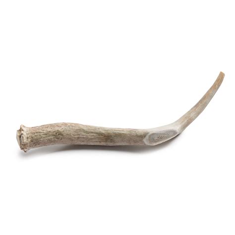 Prairie Dog Antler Dog Chew Bone Large