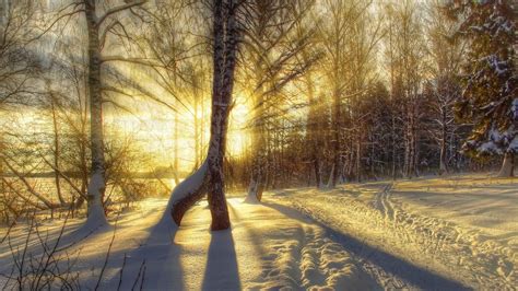 Winter Sunrise In The Snowy Forest Backiee