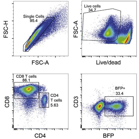 Flow Cytometry Gating Strategy To Assess The Transduction Survival And