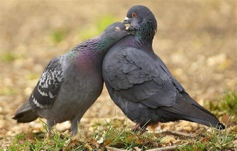 Couple De Pigeons