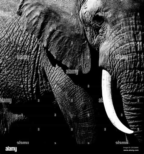 Elephant Loxodonta Africana Close Up Kajiado County Amboseli Park