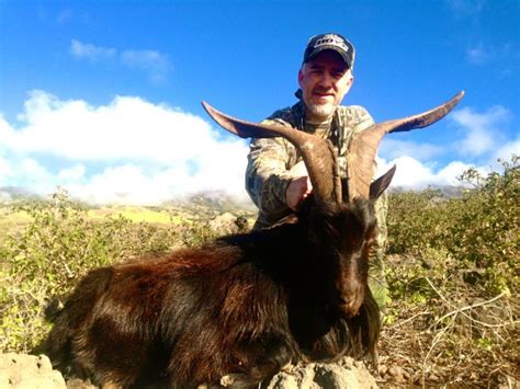 Wild Goat Hunting In Hawaii