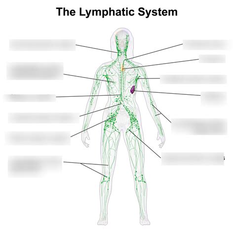 Lymphatic System Diagram Quizlet