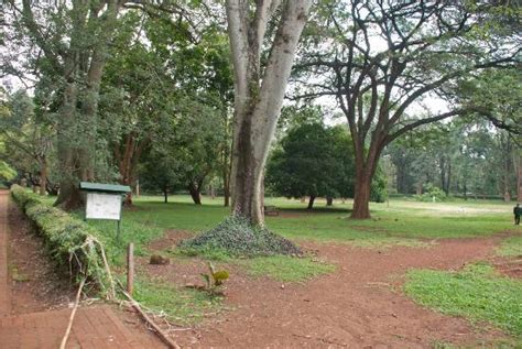 Nairobi Arboretum 2018 Ce Quil Faut Savoir Pour Votre Visite