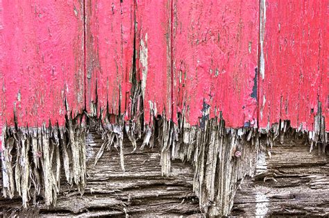 Rotten Wood Photograph By Tom Gowanlock Fine Art America