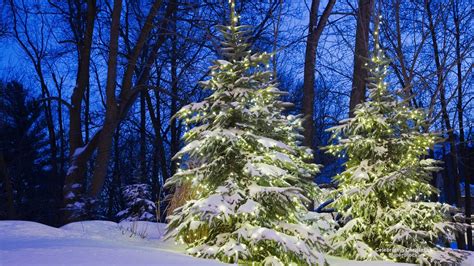 Download Winter Forest Snow Tree Light Pine Tree Holiday Christmas Hd