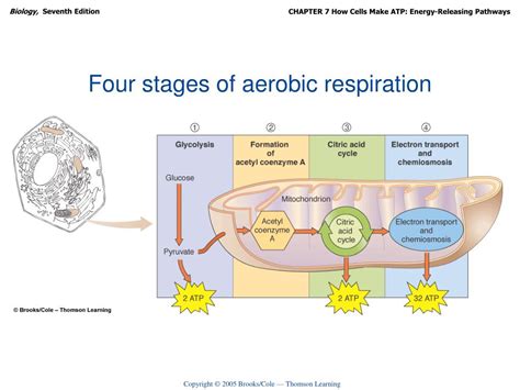 Ppt How Cells Make Atp Energy Releasing Pathways Powerpoint