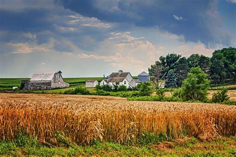 Summer Wheat Nebraska Farm By Nikolyn Mcdonald Fine Art America