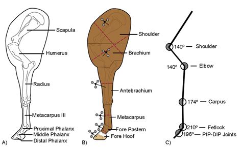 Schematic Overview Of The Left Equine Forelimb A Schematic Overview