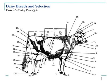 Parts Of A Dairy Cow Diagram