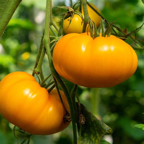 Amana Orange Tomato Solanum Lycopersicum Annies Heirloom Seeds