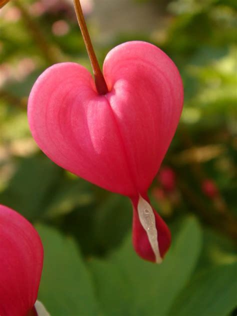 Ha fiori simili alla pianta di vetro, più grandi, foglie quasi triangolari, più carnose rispetto alle piante di vetro, con peluria e chi l'ha donata mi ha detto che serve per sciogliere le tensioni. fiori particolari - L'albero dell'amore è la Dicentra ...