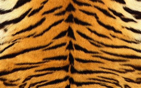 Download Tiger Stripes Wallpaper Hd Backgrounds Download Itlcat