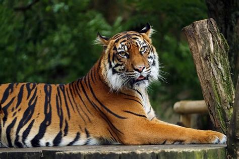 Sumatran Tiger Facts Size Diet Pictures All Animal Facts