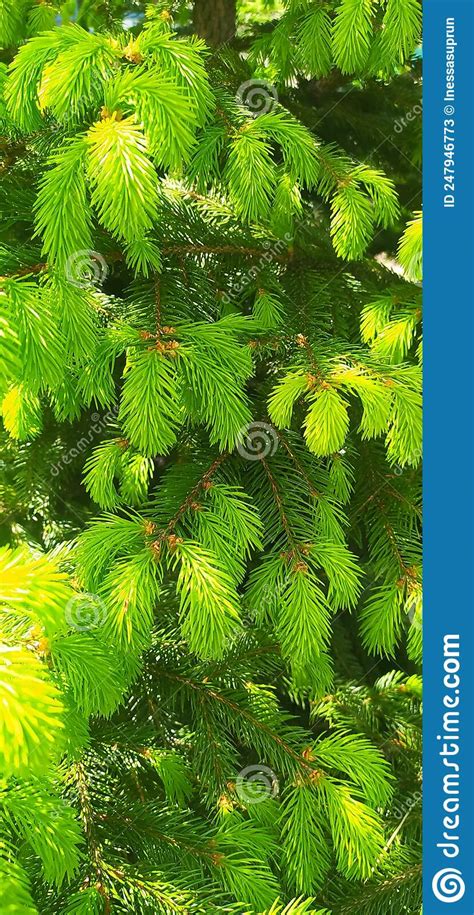 Green Branch Of A Christmas Tree Close Up For A Background Or