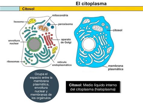 El Citosol Y Las Estructuras No Membranosas De La Célula 2013