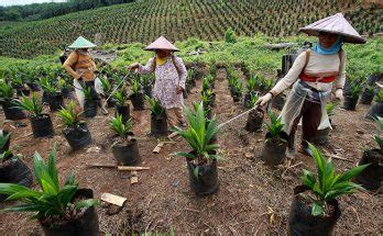 Jenis Jenis Hama Dan Penyakit Pada Tanaman Kelapa Sawit