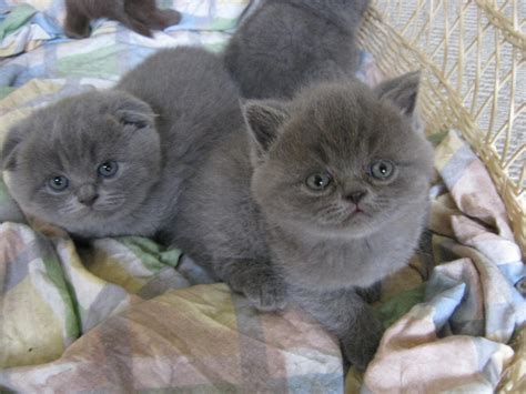 Scottish Folds Of Calgary Kittens For Sale