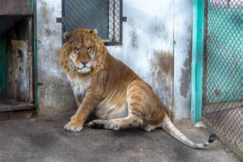 Liger The Biggest Cat In The World Is Truly Amazing Catman