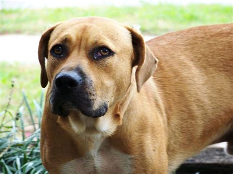 Blackmouth Cur ~ Top Dogs Breeds
