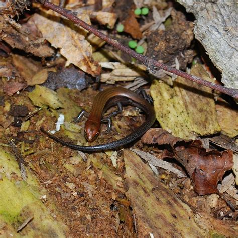 Maryland Biodiversity Project Little Brown Skink Scincella Lateralis