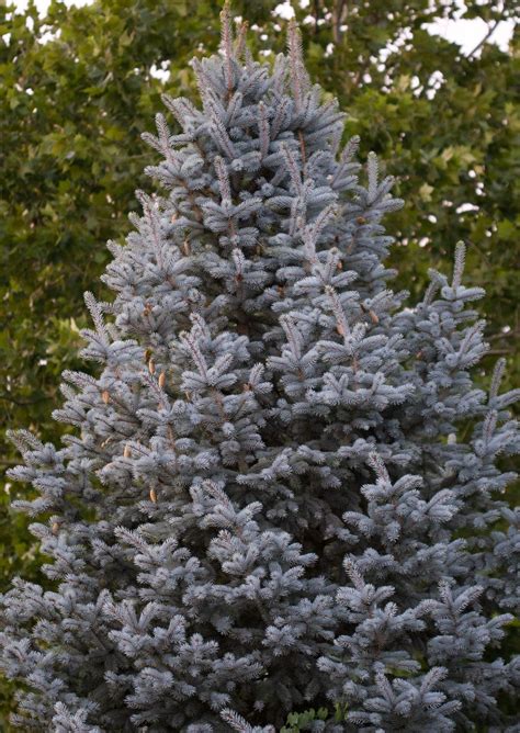 The More Grown Up Version Of Dwarf Blue Spruce This Tree Offers
