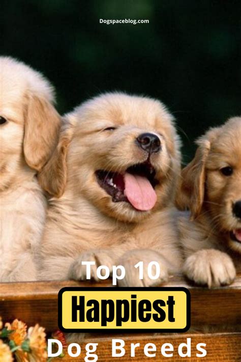 Top 10 Happiest Dog Breeds Artofit