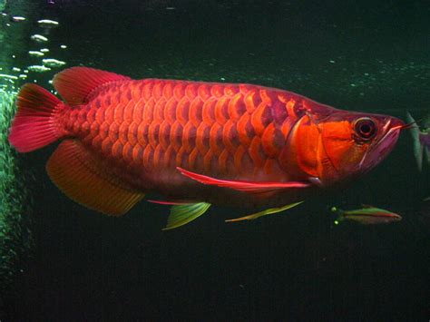 Chili Red Arowana Fish By Universal Fish Farm Chili Red Arowana Fish